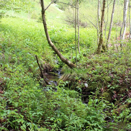 Im Mai im Allgäu (3)